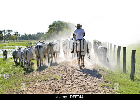 Brasilien, Mato Grosso, Pantanal, bovini, Rinderherde, cowboy, delle vacche bovini Nelore, bianco vacche, viaggi, turismo, Pousada Piuval, Fazenda Ipiranga, uomo, agricoltura, scorte vive, lavoro, brasile 2014, viaggio destini in Brasile, sun, polvere, acqua calda, calore, lo spostamento del bestiame, Foto Stock