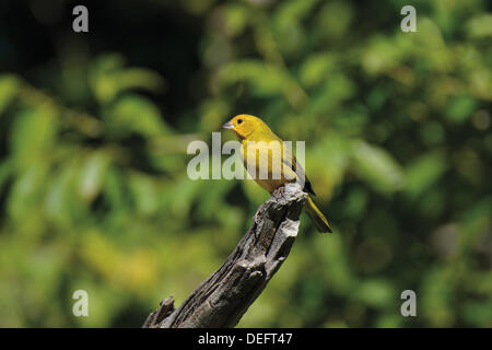 Il Brasile, Mato Grosso, Pantanal, zafferano finch, Sicalis flaveola, uccelli, uccelli bird fauna Pantanal, viaggi, turismo, natura, verde bird, Mondo Natura patrimonio, Barao de Melgaco, Pantanal uccelli, bird watching, ornitologia, Foto Stock