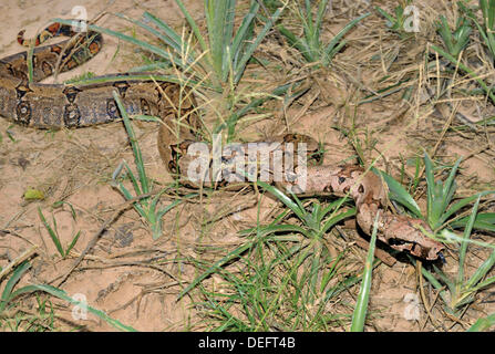 Il Brasile, Pantanal, BCI, Boa Constrictor imperator, snake, Pantanal rettili, rettile, comune boa, comune boa settentrionale, viaggi, turismo, natura, animali, biologia, la biodiversità, la fauna selvatica Fotografia, fotografia naturalistica, viaggi, turismo, eco turismo, mondo N Foto Stock