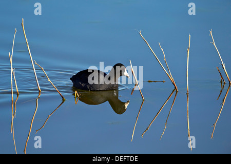 American folaga (fulica americana) nuoto, Bosque del Apache National Wildlife Refuge, nuovo Messico, Stati Uniti d'America Foto Stock