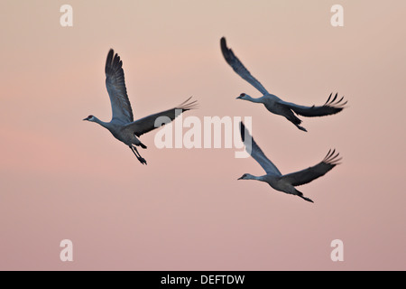 Tre sandhill gru (Grus canadensis) in atterraggio con nuvole rosa, Bosque del Apache National Wildlife Refuge, nuovo Messico, STATI UNITI D'AMERICA Foto Stock