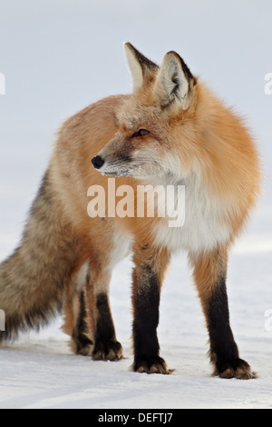 Red Fox (Vulpes vulpes vulpes) nella neve, Grand Teton National Park, Wyoming negli Stati Uniti d'America, America del Nord Foto Stock