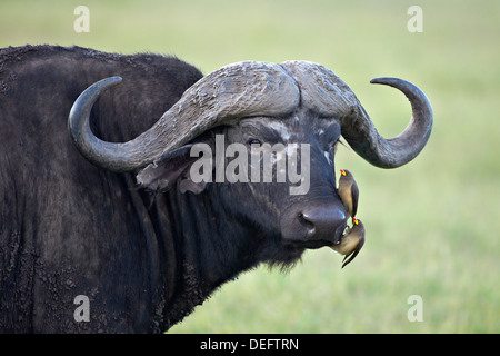 Bufali (Syncerus caffer) e due per il giallo-fatturati oxpeckers (Buphagus africanus), il cratere di Ngorongoro, Tanzania Africa orientale Foto Stock