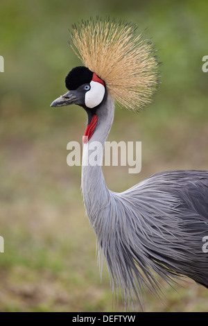 Grey Crowned Crane (Southern crowned crane) (Balearica regulorum), il Parco Nazionale del Serengeti, Tanzania, Africa orientale, Africa Foto Stock