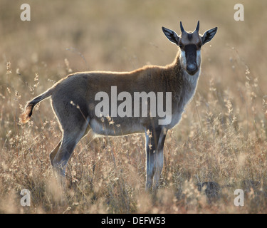 I capretti blesbok (Damaliscus pygargus phillipsi), Mountain Zebra National Park, Sud Africa e Africa Foto Stock