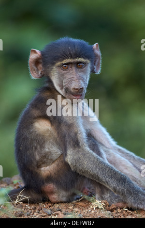 Infant Chacma baboon (Papio ursinus), Kruger National Park, Sud Africa e Africa Foto Stock