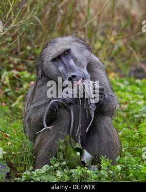 Maschio adulto Chacma baboon (Papio ursinus) mangiando un giglio di acqua tubero, Kruger National Park, Sud Africa e Africa Foto Stock