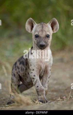 Spotted hyena (spotted hyaena) (Crocuta crocuta) cub, Kruger National Park, Sud Africa e Africa Foto Stock