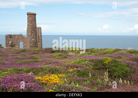 Fiori selvaggi e il mare circondano le rovine del Wheal Coates motore rovine della casa vicino a St Agnes, Cornwall, Inghilterra. Foto Stock