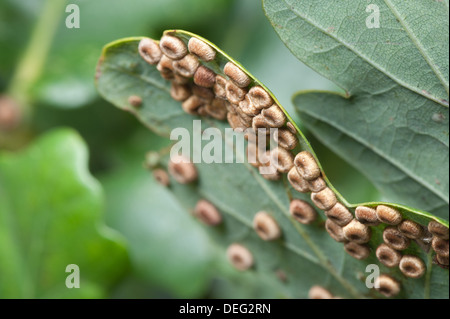 Silk-Button Spangle Galli sul lato inferiore di Quercus robur lascia causato da gall wasp Foto Stock