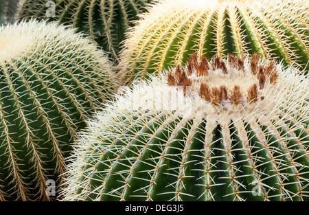 Echinocactus grusonii, Golden Barrel Cactus Foto Stock