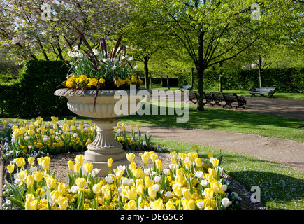 Un urna di pietra piantati con narcisi e viole e circondato da giallo e bianco tulipani a Regent's Park, London, England, Regno Unito Foto Stock