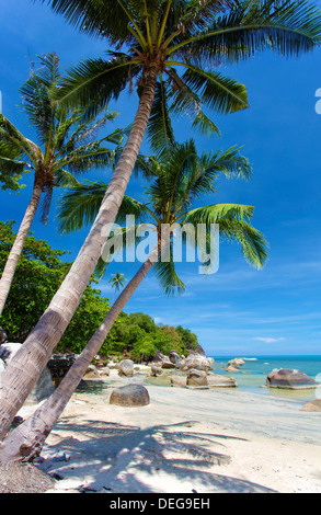 Palme e Lamai Beach, Koh Samui, Thailandia, Sud-est asiatico, in Asia Foto Stock