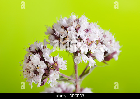 Origano Origanum vulgare, orizzontale ritratto di fiori con fuori fuoco sfondo. Foto Stock