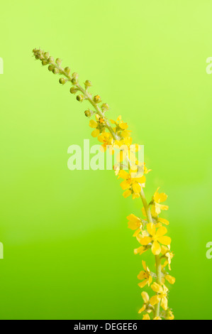 Comune, Agrimonia eupatoria Agrimonia, verticale ritratto di fiori con fuori fuoco sfondo. Foto Stock