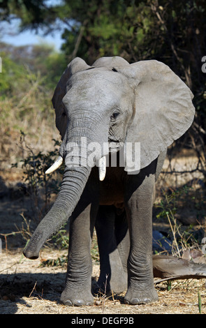 Elefanti a Lower Zambezi National Park, Zambia