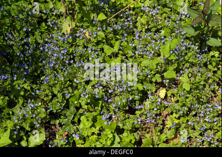 Bird's-occhio o germander speedwell, Veronica chamaedrys, fioritura Foto Stock