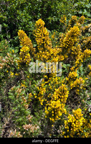 Gorse comune, furze o whin, Ulex Europaeus, fioritura su un Devon sentiero costiero Foto Stock