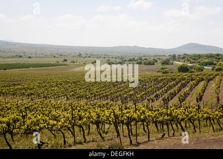 Vigneto in alture del Golan, Israele, Medio Oriente Foto Stock