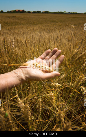 Spighe di grano in mano. Concetto di raccolto Foto Stock