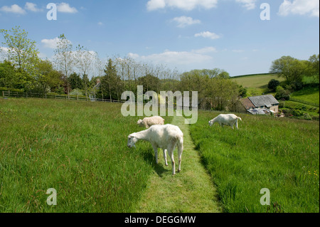 Wethers Saanen e una capra angora pascolo rigoglioso inizio estate l'erba su un pascolo di Devon Foto Stock