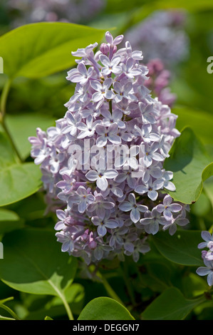 Comune di lilla, di Syringa vulgaris, fiore Foto Stock