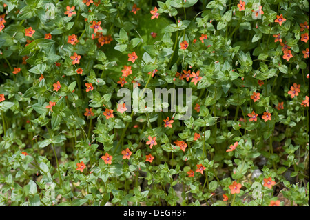 Scarlet pimpernel, Anagallis arvense, piante in fiore Foto Stock