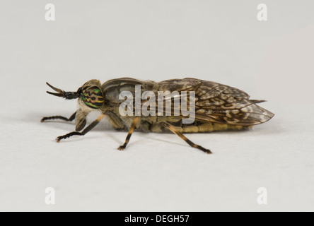 Un cleg-fly o cavallo-fly, Haematopota pluvialis, femmina adulta di mordere fly Foto Stock