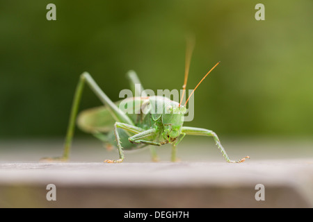 Grande macchia verde Cricket; Tettigonia viridissima; maschio; autunno; Cornovaglia; Regno Unito Foto Stock