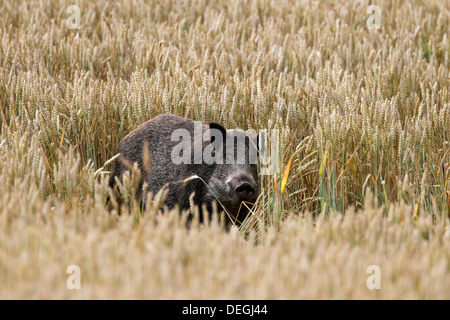 Disturbo da il cinghiale (Sus scrofa) danneggiando il raccolto di foraggio in cornfield su terreni agricoli Foto Stock