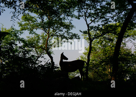 Sambar deer permanente sulla cima della collina ( Rusa unicolor ) a Ranthambhore foresta. Foto Stock