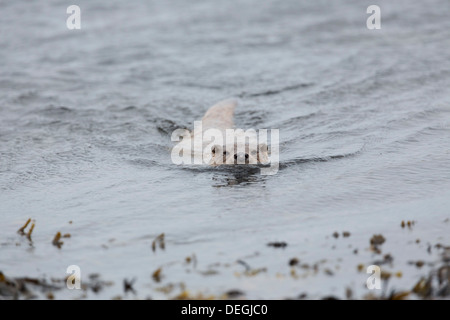 Otter; Lutra lutra; Piscina; Shetland; Regno Unito Foto Stock