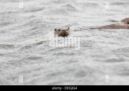 Otter; Lutra lutra; Piscina; Shetland; Regno Unito Foto Stock