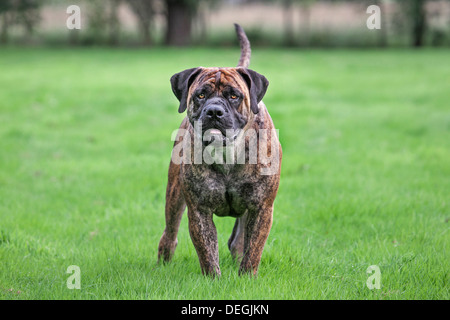 Boerboel, mastiff cane di razza dal Sud Africa in giardino Foto Stock