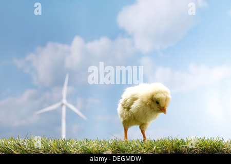 Compagno di chick nella parte anteriore del mulino a vento sul prato Foto Stock