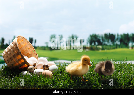 Anatre in piedi da un cestello di uova Foto Stock