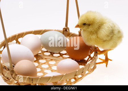 Compagno di chick in piedi da un cestello di uova Foto Stock