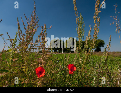 Poppies in Somme battlefield con British WWI cimitero di guerra in background Foto Stock