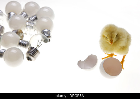 Compagno di chick in piedi da gusci di uova rotte e le lampadine Foto Stock