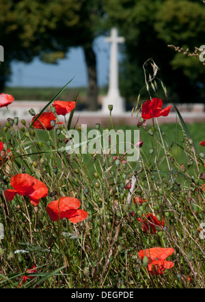 Poppies in Somme battlefield con British WWI cimitero di guerra in background Foto Stock