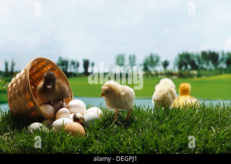 Compagno di polli e anatre in piedi da un cestello di uova sul prato Foto Stock