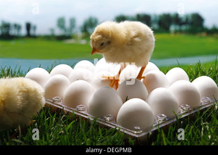 Compagno di pulcini in piedi sulle uova Foto Stock