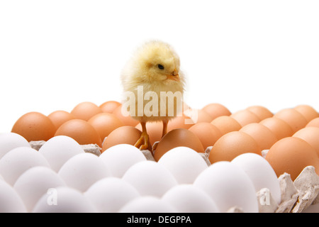 Compagno di ceci su uova Foto Stock