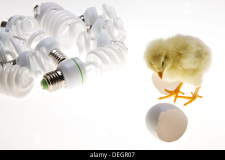 Compagno di chick in piedi da gusci di uova rotte e risparmio energetico lampadine Foto Stock