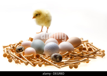 Compagno di chick in piedi sulle uova,pallina da golf e tees Foto Stock