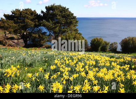 Giunchiglie crescere dal mare in Cornovaglia. Foto Stock