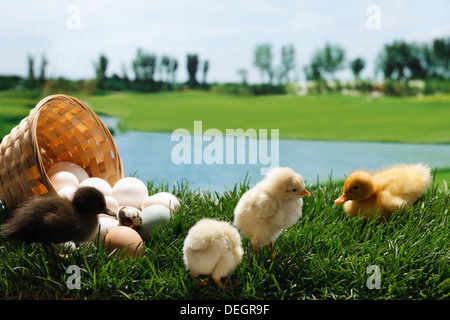 Compagno di polli e anatre in piedi da un cestello di uova sul prato Foto Stock
