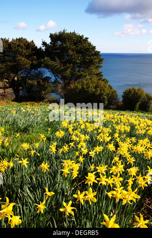 Giunchiglie crescere dal mare in Cornovaglia. Foto Stock