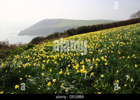 Giunchiglie crescere dal mare in Cornovaglia. Foto Stock