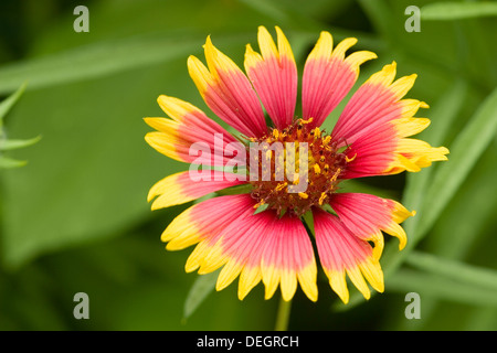 Brillante coltre indiano blossom contro un profondo sfondo verde. Foto Stock